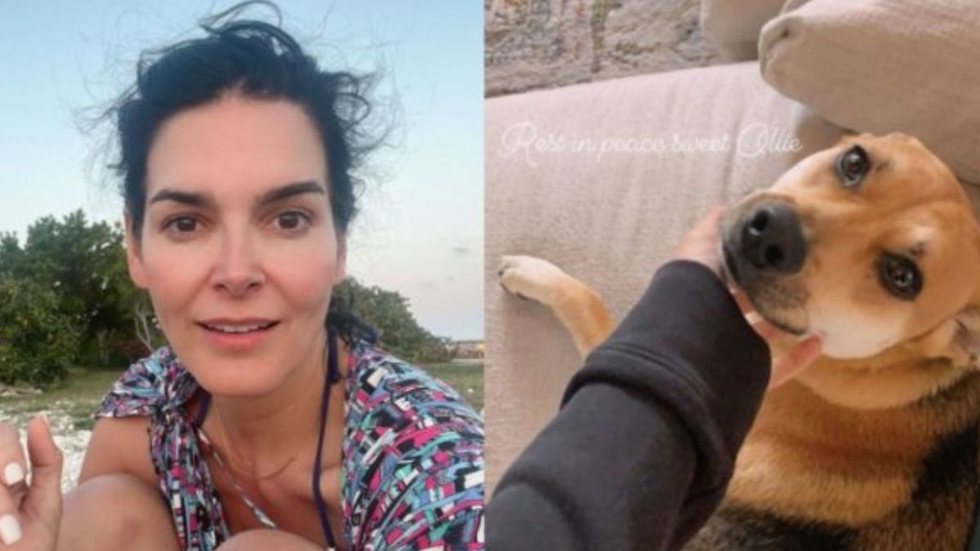 Famosa atriz de Rizzoli & Isles diz que entregador matou seu cão de estimação e choca a web - Imagem: reprodução Instagram