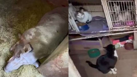 Condições alarmantes encontradas incluem falta de alimento, água e cuidados médicos essenciais - Imagem: Reprodução
