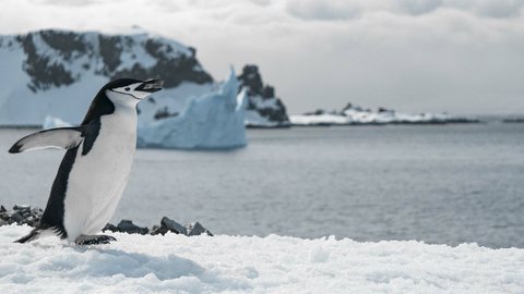 Gelo marinho da Antártida atingiu o nível mais baixo já registrado no inverno - Imagem: Reprodução/Freepik