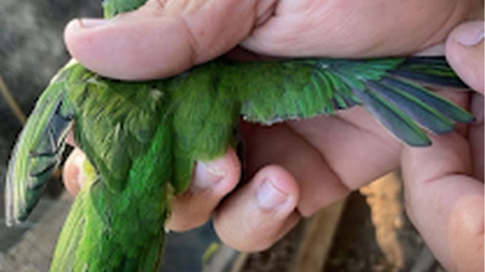 Após denúncia anônima, homem é multado por maus-tratos a ave em SP - Imagem: Divulgação / Polícia Militar