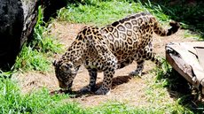 Onça-pintada Luna morre aos 25 anos - Imagem: Reprodução / Wagner Morente / Prefeitura de Limeira