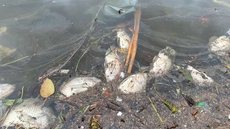 Peixes mortos em lago no Parque da Aclimação - Imagem: Reprodução / Abraão Cruz / TV Globo