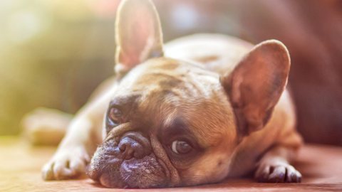 Novo app gratuito avalia dor em animais domésticos; entenda - Imagem: reprodução Pixaby