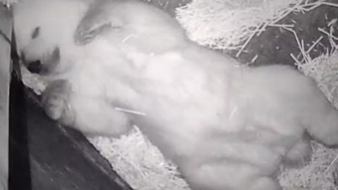 Nascimento foi registrado por câmeras instaladas na área destinada aos animais - Imagem: Divulgação / Aquário de SP
