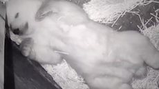 Nascimento foi registrado por câmeras instaladas na área destinada aos animais - Imagem: Divulgação / Aquário de SP