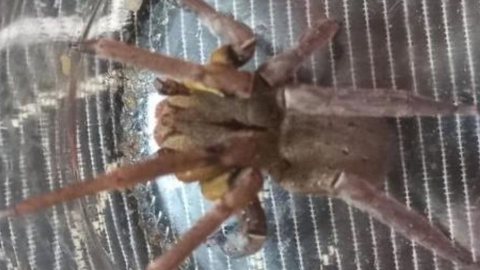 Aranha mais perigosa do mundo é capturada em casa brasileira - Imagem: reprodução