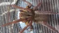 Aranha mais perigosa do mundo é capturada em casa brasileira - Imagem: reprodução