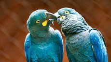 Arara-azul-de-lear - Imagem: Reprodução/ Paulo Pinto/Agência Brasil