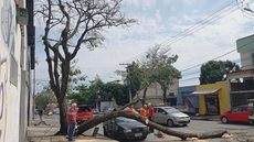 Homem se salva por pouco de queda de árvore em BH; confira o vídeo - Imagem: reprodução