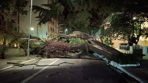 Árvore de grande porte cai e bloqueia via no Centro de SP - Imagem: Reprodução / TV Globo
