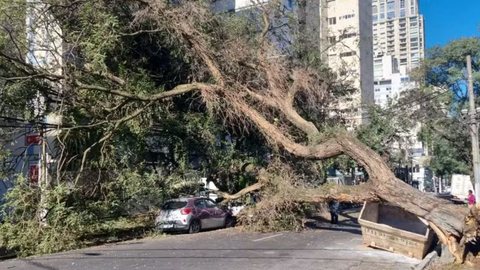 A queda de uma árvore em São Paulo atingiu veículos estacionados, mas felizmente não houve feridos - Imagem: Reprodução / Arquivo Pessoal / G1