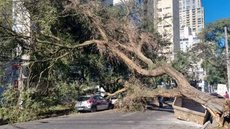 A queda de uma árvore em São Paulo atingiu veículos estacionados, mas felizmente não houve feridos - Imagem: Reprodução / Arquivo Pessoal / G1