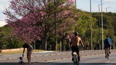 Mais de 650 mil árvores serão mapeadas para um planejamento urbano mais sustentável - Imagem: Reprodução / Fabio Rodrigues- Pozzebom / Agência Brasil
