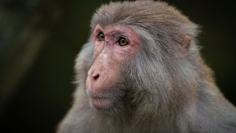 Macacos aterrorizam cidade do Japão e polícia toma medidas inusitadas - Imagem: reprodução Freepik