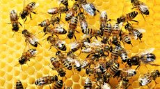 Ataque de abelhas deixa duas pessoas correndo risco de morte - Imagem: Reprodução/Freepik