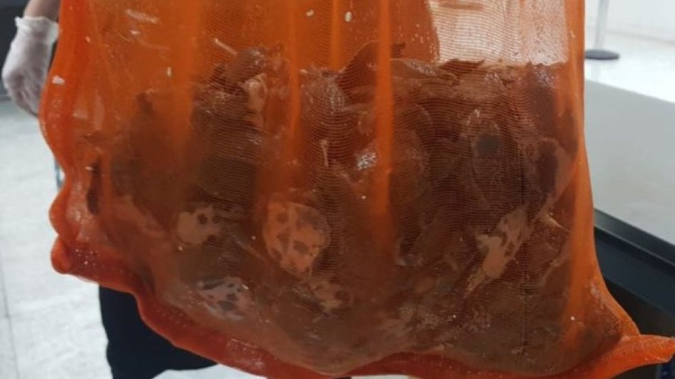 Bagagem com 386 tartaruguinhas mortas seriam usados na medicina tradicional chinesa - Imagem: Divulgação / Vigilância Agropecuária (Vigiagro)