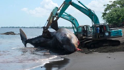 Retroescavadeira tenta remover corpo de baleia que morreu encalhada - Imagem: reprodução Antara Foto via g1