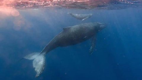 Baleia de 11 metros fica encalhada em para de Florianópolis e banhistas tentam devolvê-la ao mar - Imagem: Reprodução Pexels