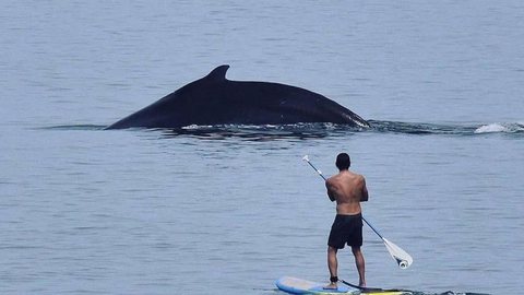 Em aparição emocionante, baleia chamou a atenção dos banhistas - Imagem: reprodução Instagram @whalesknow