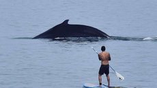 Em aparição emocionante, baleia chamou a atenção dos banhistas - Imagem: reprodução Instagram @whalesknow