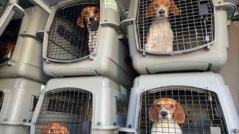 Cães beagles em caminhão para serem enviados a abrigos nos EUA - Divulgação/Homeward Trails Animal Rescue