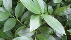 A ora-pro-nóbis (OPN) é uma planta com grande valor nutricional. Suas folhas são consideradas polivitamínicas - Imagem: Reprodução/Instagram @ora.pro_nobis