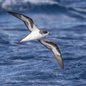 A Bermuda Petrel, redescoberta após 331 anos, hoje é um dos maiores símbolos mundiais de conservação ambiental. - Imagem: Friedemann Arndt