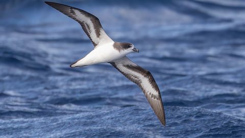A Bermuda Petrel, redescoberta após 331 anos, hoje é um dos maiores símbolos mundiais de conservação ambiental. - Imagem: Friedemann Arndt