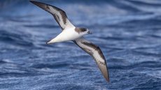 A Bermuda Petrel, redescoberta após 331 anos, hoje é um dos maiores símbolos mundiais de conservação ambiental. - Imagem: Friedemann Arndt