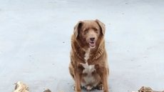 Bobi, o cachorro português que está no Guinness Book como o mais velho do mundo, completou 31 anos de vida. - Imagem: reprodução I G1