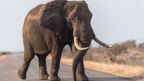 Botsuana ameaça enviar 20 mil elefantes para Alemanha; entenda motivo - Imagem: reprodução Freepik