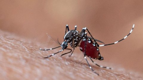 Brasil registra quase 6 mil mortes por dengue em 2024 - Imagem: Reprodução / Freepik
