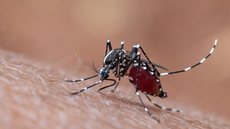 Brasil registra quase 6 mil mortes por dengue em 2024 - Imagem: Reprodução / Freepik