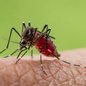 Mosquito Culicoides paraensis, responsável pela transmissão da febre oropuche - Imagem: Reprodução / Shutterstock