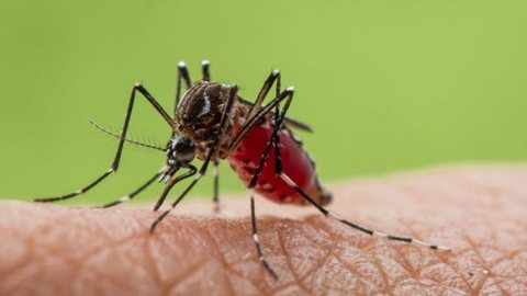 Mosquito Culicoides paraensis, responsável pela transmissão da febre oropuche - Imagem: Reprodução / Shutterstock