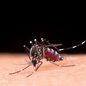 Mosquito Aedes Aegypti - Imagem: Reprodução / Freepik