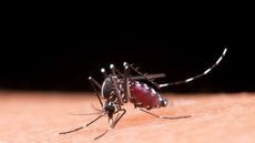 Mosquito Aedes Aegypti - Imagem: Reprodução / Freepik