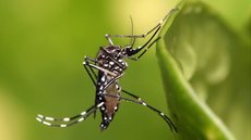 Aedes Aegypti, mosquito transmissor da dengue - Imagem: Reprodução / Wikipedia