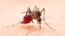 Dengue no Brasil: Mais de 4 milhões de casos em 2024 - Imagem: Reprodução/Freepik