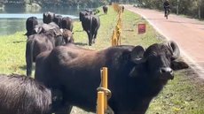 Búfalos invadem ciclovia após fuga em São Paulo - Imagem: Reprodução/ Beatriz Backes/TV Globo