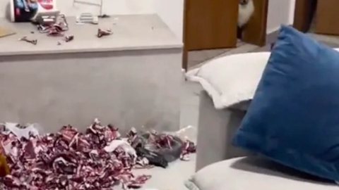 Cachorro rasga 250 pacotes de figurinhas da Copa do Mundo e dá prejuízo para os donos - Foto: Reprodução / Twitter