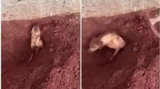 VÍDEO - Idosa é presa depois de enterrar cachorro vivo por motivo absurdo - Imagem: reprodução