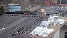 Até a publicação da matéria, o cachorro ainda não havia sido resgatado - Imagem: Reprodução / Instagram / @capaoatento