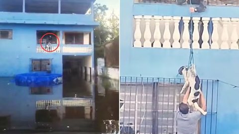 Agente da Polícia Militar Ambiental resgata cachorro ilhado em casa alagada após forte enchente em Peruíbe, no litoral de São Paulo. - Imagem: Polícia Militar Ambiental de SP