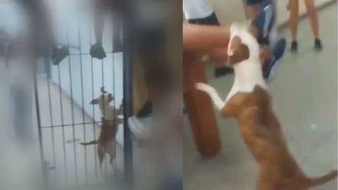 VÍDEO - cachorro invade escola e ataca alunos - Imagem: reprodução redes sociais