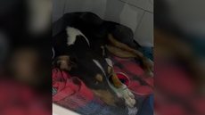 O suspeito, identificado como Carlos Ricardo Moreno Pinto, foi preso em flagrante e responderá por maus-tratos com agravante de morte - Imagem: Reprodução / TV Tribuna