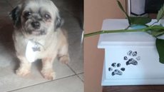 Ela levou seus cachorrinhos, Luizinho e Belinha, para serem tosados em um pet shop na Rua Albert Sabin, no Bairro Caiçara, em Campo Grande, capital do Mato Grosso do Sul (MS) - Imagem: reprodução/Top Mídia News