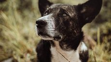 Após fugir 3 vezes do abrigo diretamente para a casa dos idosos, cachorro foi adotado pelos velhinhos - Imagem: Reprodução/Pexels