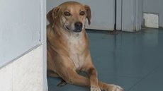 Cachorro está há 8 anos em porta de hospital esperando saída de dona - Imagem: Reprodução/ g1