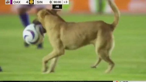Cachorro invade campo de futebol e dribla jogadores e seguranças - Imagem: Reprodução/X